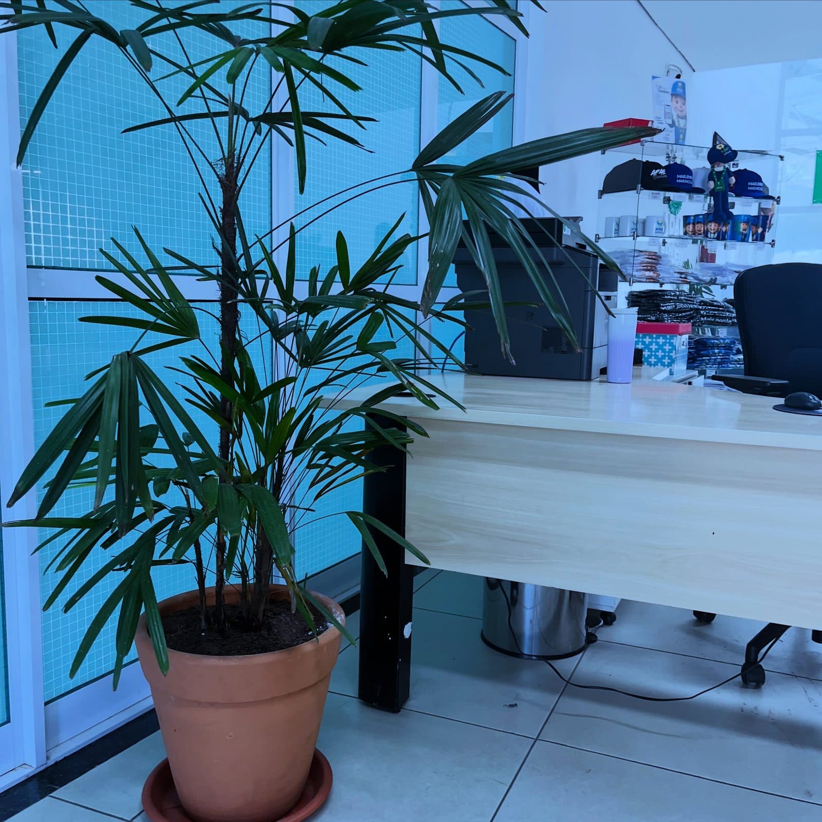 Recepção da APAE Barueri ganha 24 cadeiras estofadas, plantas e uniforme novo na primeira fase da humanização — foto 5